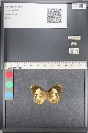 Media type: image;   Entomology 131633